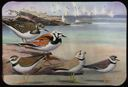 Image of Ruddy Turnstone, Wilson's Plover, Piping Plover, Semipalmated Plover